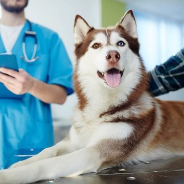 Ветеринарный госпиталь Skolkovo Vet фото 3