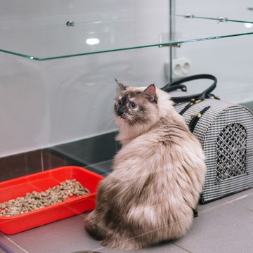 Отель для котов Terrakot Hotel фото 3