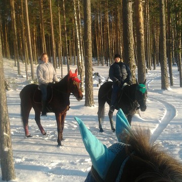 чудесная прогулка по зимнему сосновому лесу!!