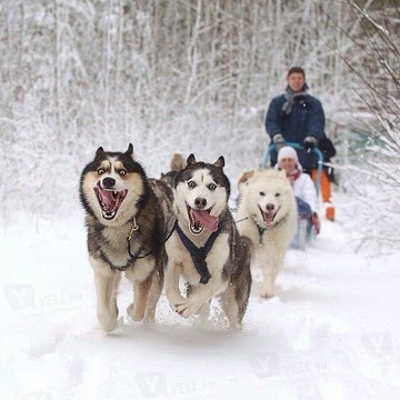 Центр ездовых собак Хаски Арктик Виллидж фото 1