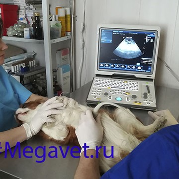 Ветеринарная клиника Мегавет фото 1