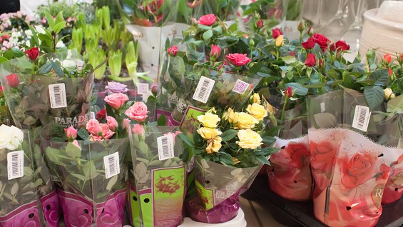 Цветочный магазин тула заказ доставки цветов в магнитогорске