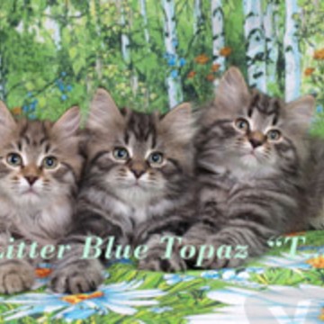 Питомник сибирских кошек Голубой Топаз - Blue Topaz фото 3
