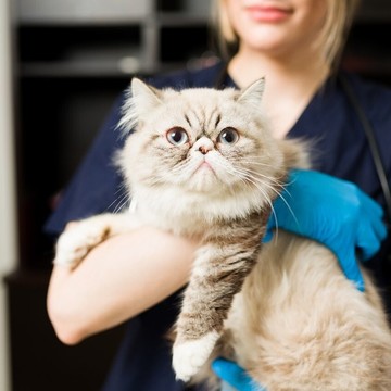 Клиника Белый Бим на метро Чёрная речка фото 3