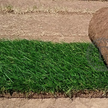Горгазон - рулонный газон фото 2