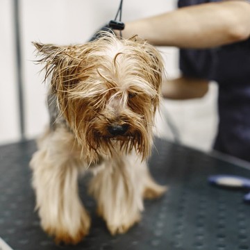 Студия груминга фото 2