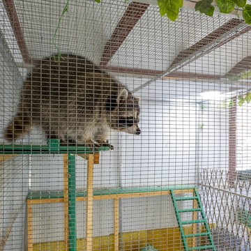 Контактный зоопарк ZOO-mini на Юбилейном проспекте фото 2