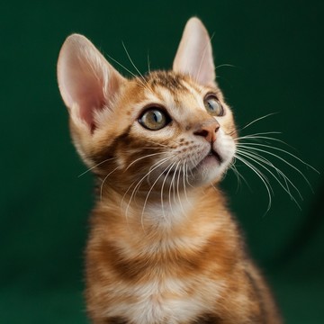 Питомник бенгальских кошек Farida Star фото 1