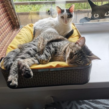 Котокафе Коты и Ты фото 3