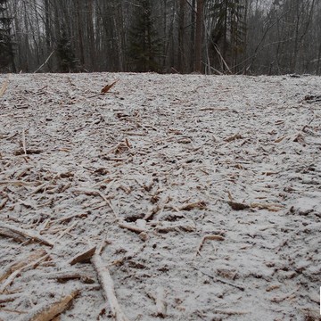 Eco Forest фото 2