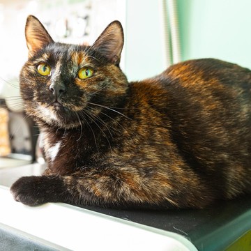 Котокафе Котя Мотя фото 2