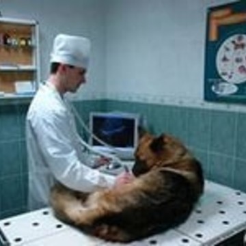 Ветеринарная клиника &quot;Моби-Док&quot; фото 1