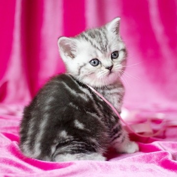 Питомник кошек Микаэлла фото 2