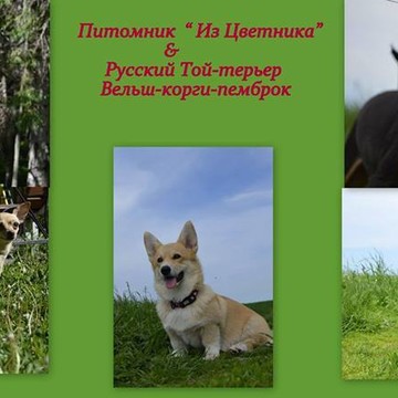 Из Цветника фото 1