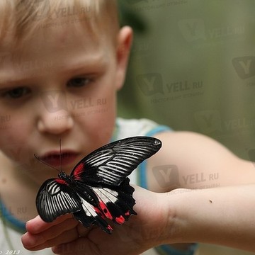 Выставка живых тропических бабочек и птичек Мир бабочек фото 2