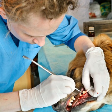 Ветеринарная клиника ZooHelp на Вокзальной улице фото 1