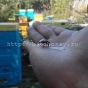 Пчелиный мёд фото 1