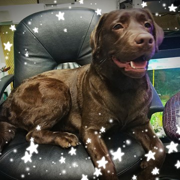 Зоосалон Эверест на Советской улице в Балашихе фото 2