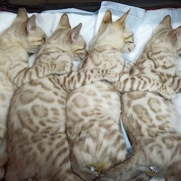 Ветеринарная клиника Феликс фото 1