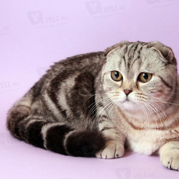 Питомник шотландских кошек &quot;Ru-Star Fold&quot; фото 3
