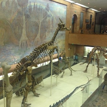 Палеонтологический музей им. Ю.А. Орлова фото 1