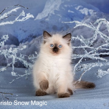 Питомник невских маскарадных кошек Снежная Магия фото 2