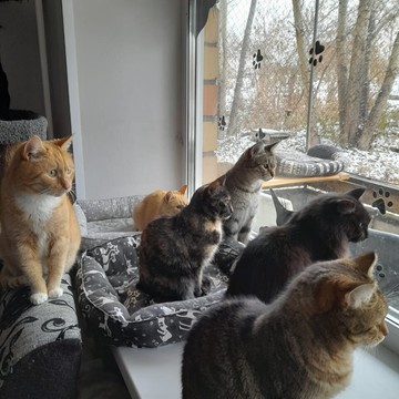 Котокафе Коты и Ты фото 2