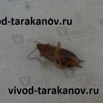 Служба дезинсекции и дератизации г. Москва фото 1