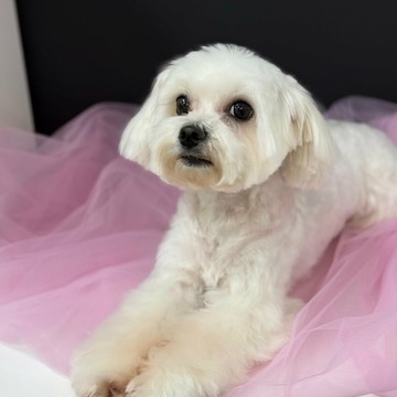 Зоосалон Polly Groom фото 3