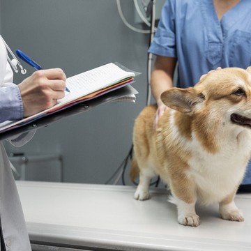 Ветеринарная клиника Любимчик в Химках Юбилейном проспекте фото 1