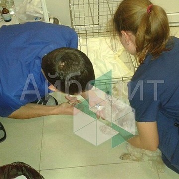Ветеринарная служба Айболит фото 2