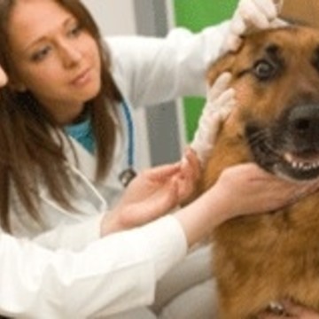 Ветеринарная помощь &quot;НЕОТЛОЖКА&quot; фото 1