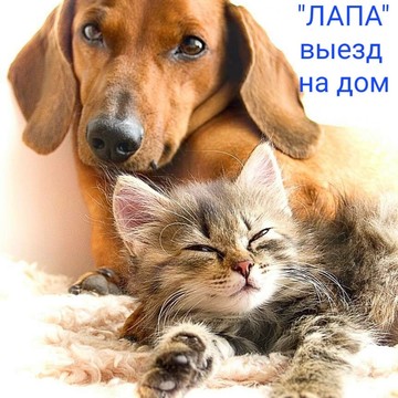 Ветслужба ЛАПА фото 2