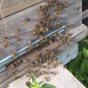 Мёд и Продукты Пчеловодства фото 1
