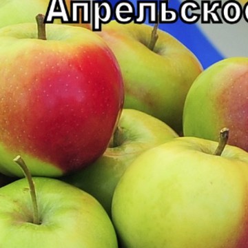 Питомник хороших растений Nice Plant фото 2