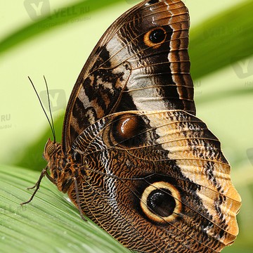 Выставка живых тропических бабочек и птичек Мир бабочек фото 3