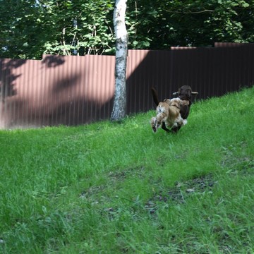 Зоогостиница Гранат фото 3