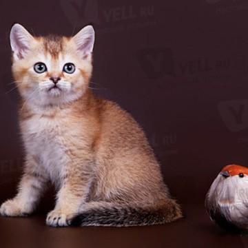 Bene Vobis- питомник шотландских кошек золотых окрасов фото 2
