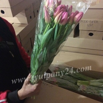 Компания Тюльпаны оптом на улице Ломоносова фото 3