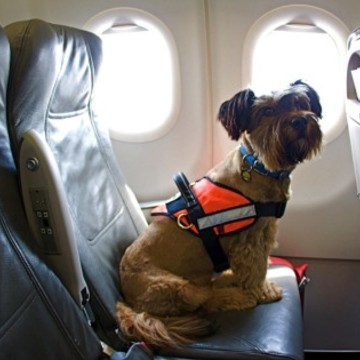 Доставка животных Fly Dog фото 1
