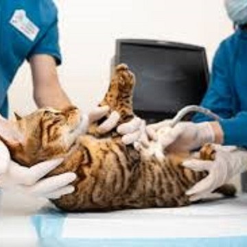 Ветеринарный центр Белый Бим на метро Площадь Восстания фото 3
