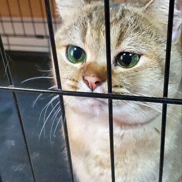 Ветеринарная клиника ЗооВетСервис фото 3