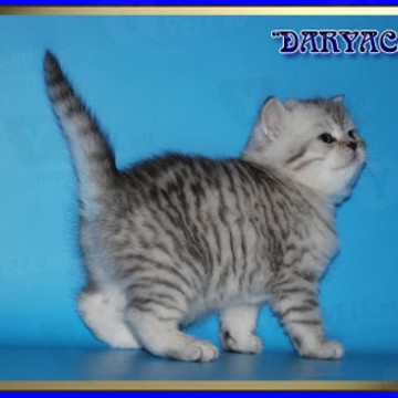 Daryacats фото 3