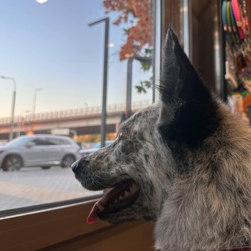 Зоосалон Цацагрум фото 3