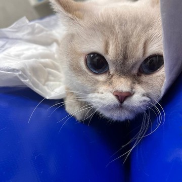 Ветеринарная клиника IonVet на 3-ей Хорошёвской улице фото 3