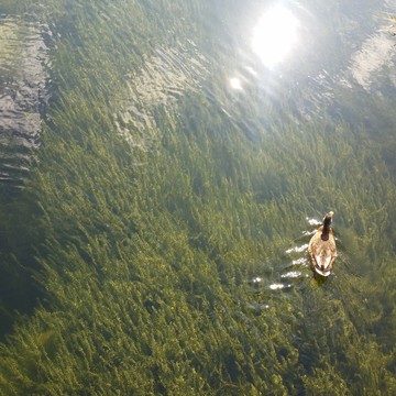 Прозрачная вода, в которой живёт байкальская нерпа! Чёрная красавица с ярко-голубыми глазами!