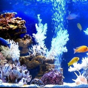 Готовые аквариумные решения фото 3
