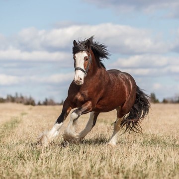 Конноспортивный клуб КСК Elite Horse фото 1