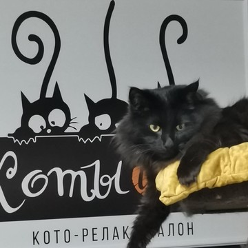 Котокафе Коты и Ты фото 1