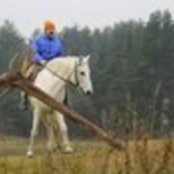 ПОНИ и КОНИ фото 1